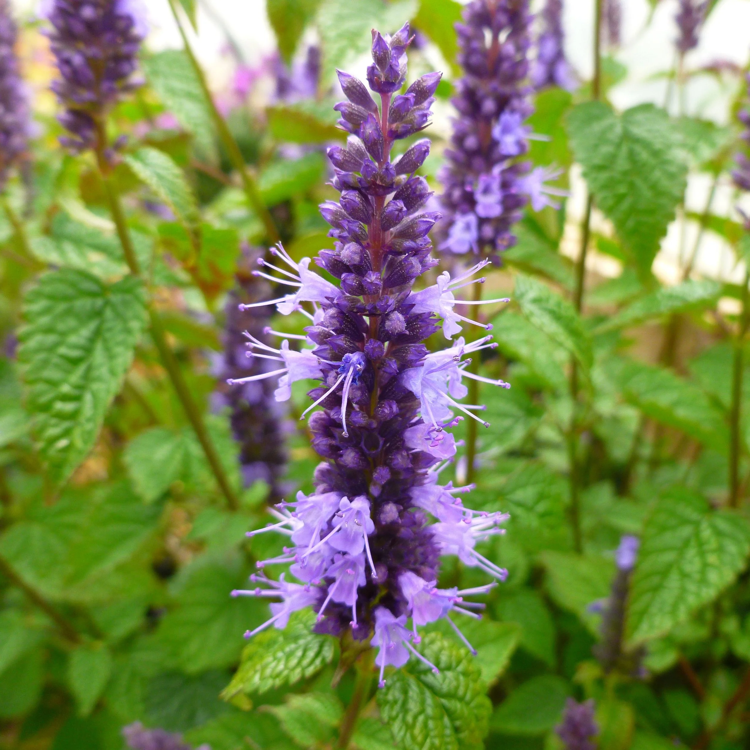 Agastache — Premier Color Nursery, Inc.